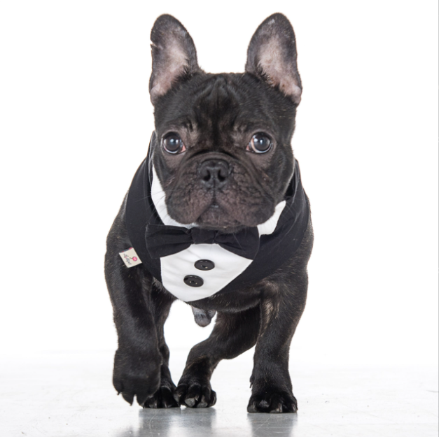 Tuxedo bandana for ceremony