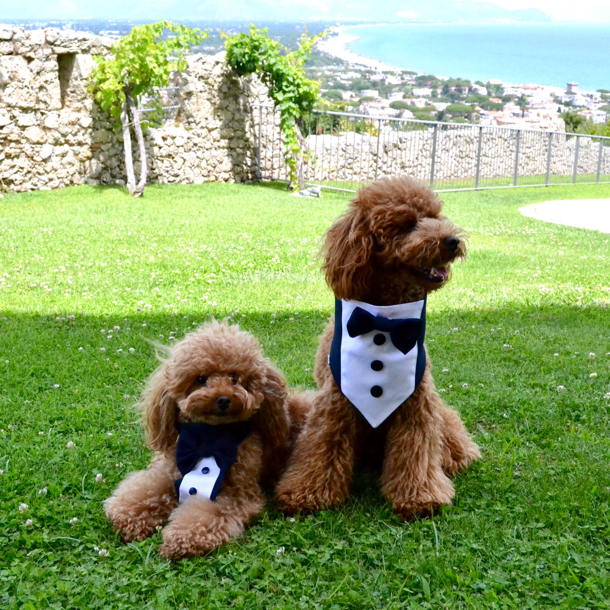 Tuxedo bandana for ceremony