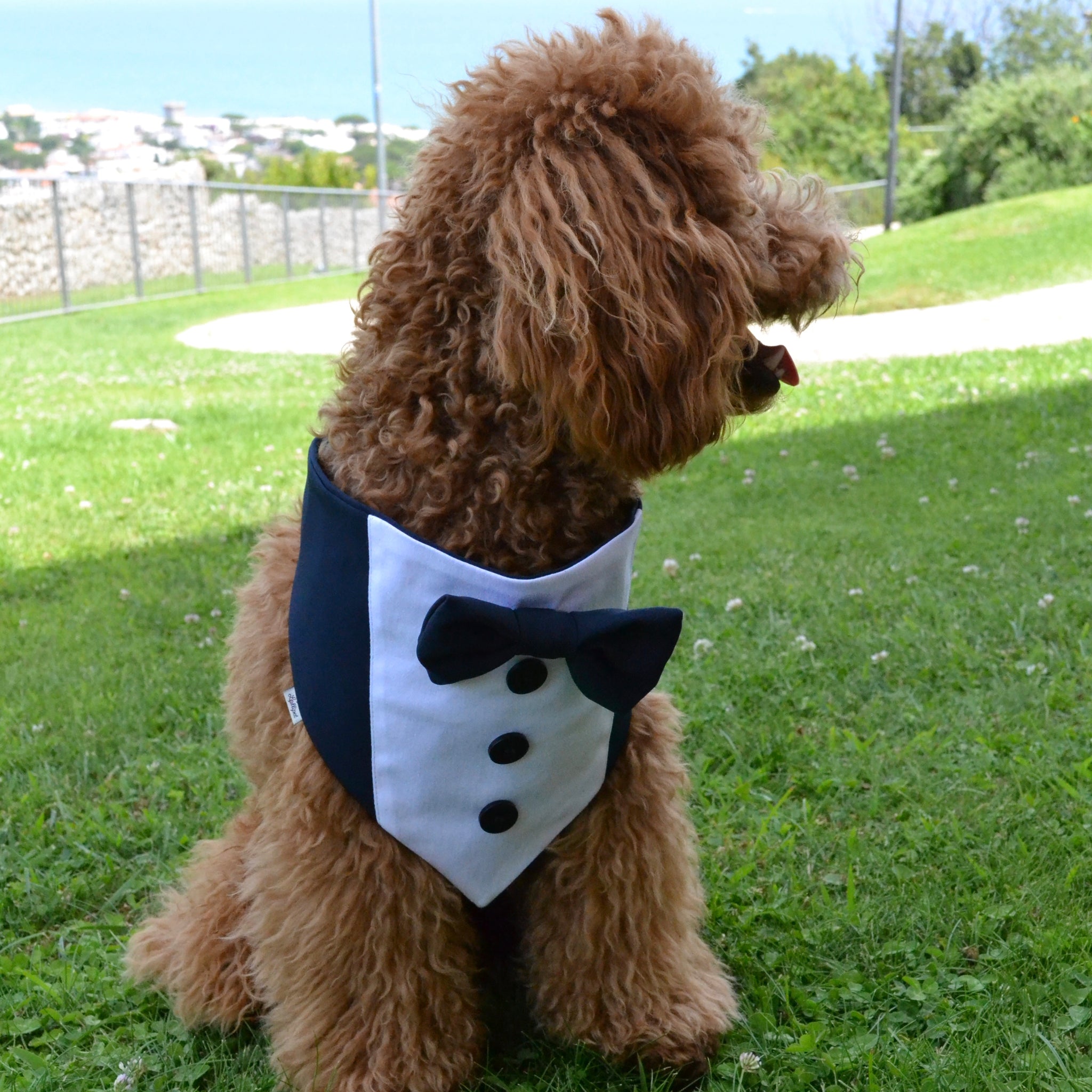 Tuxedo bandana for ceremony