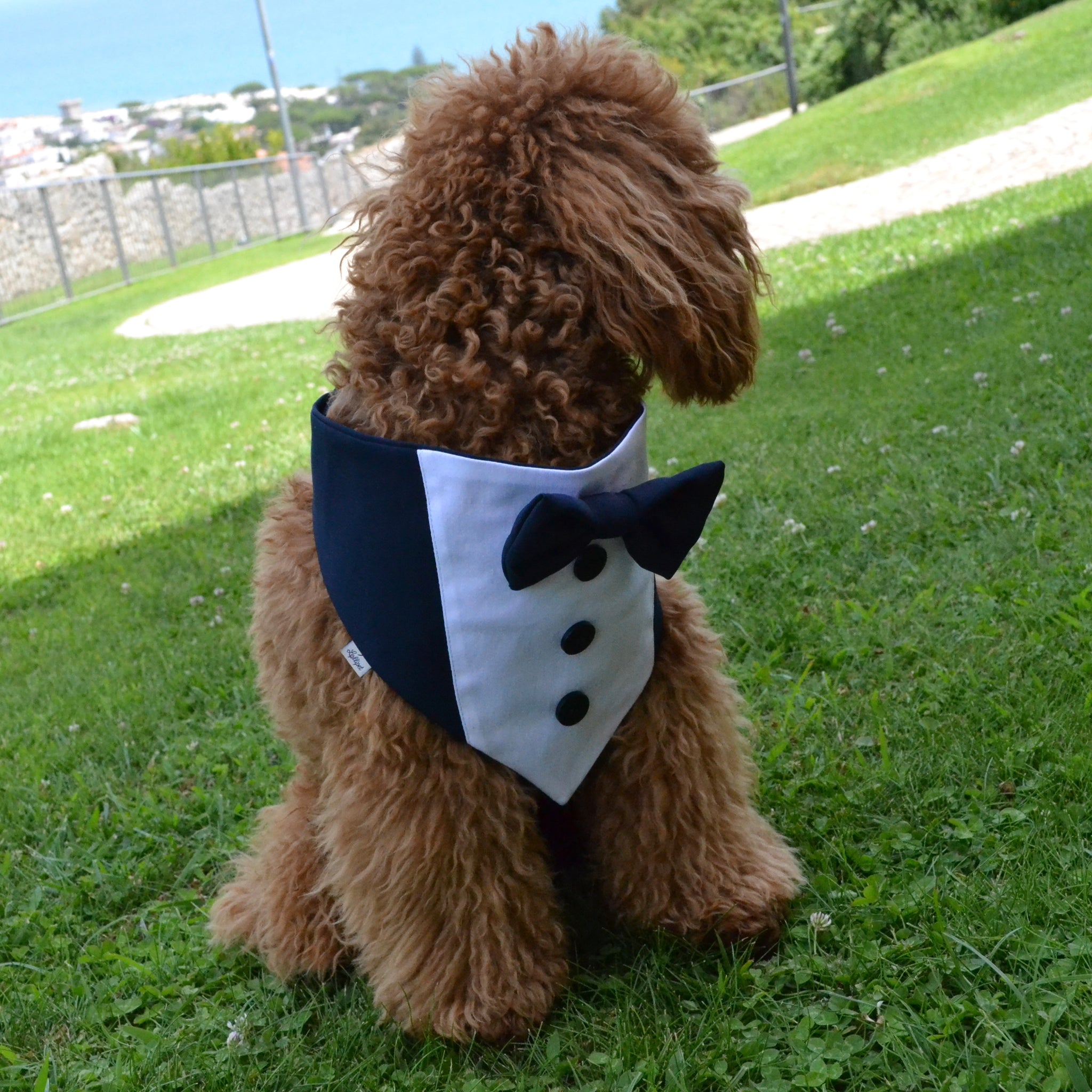 Tuxedo bandana for ceremony