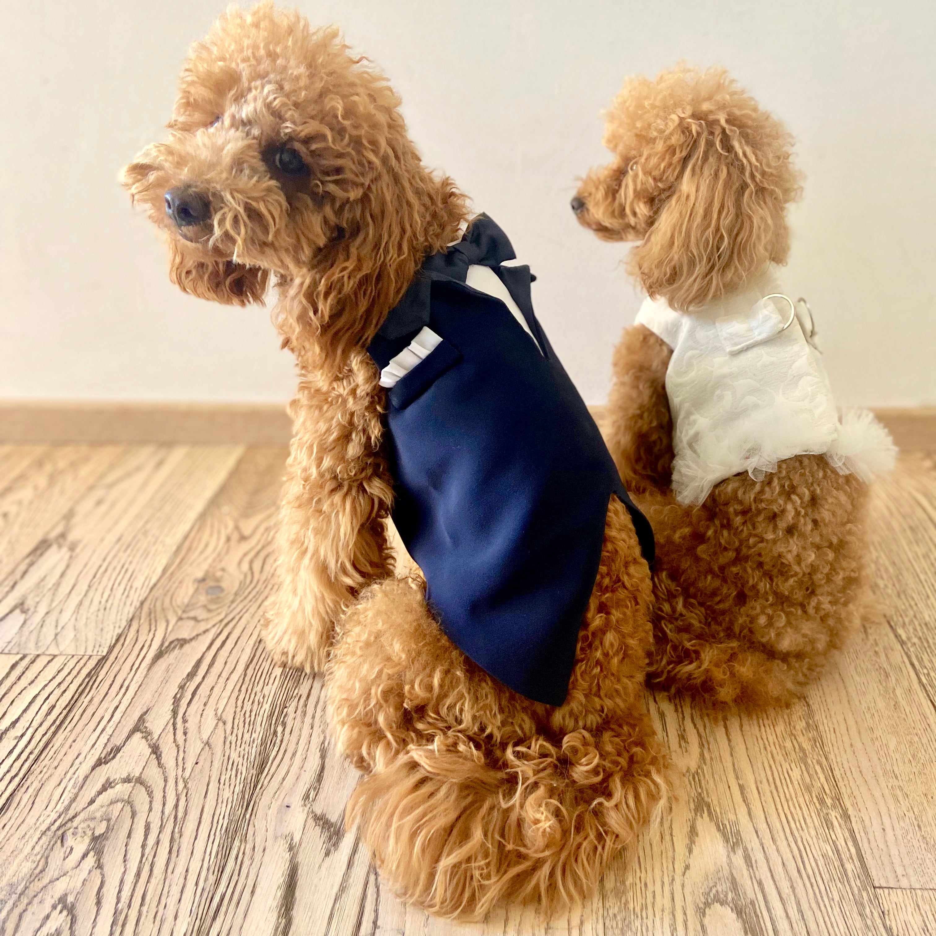 Tuxedo toy best sale poodle