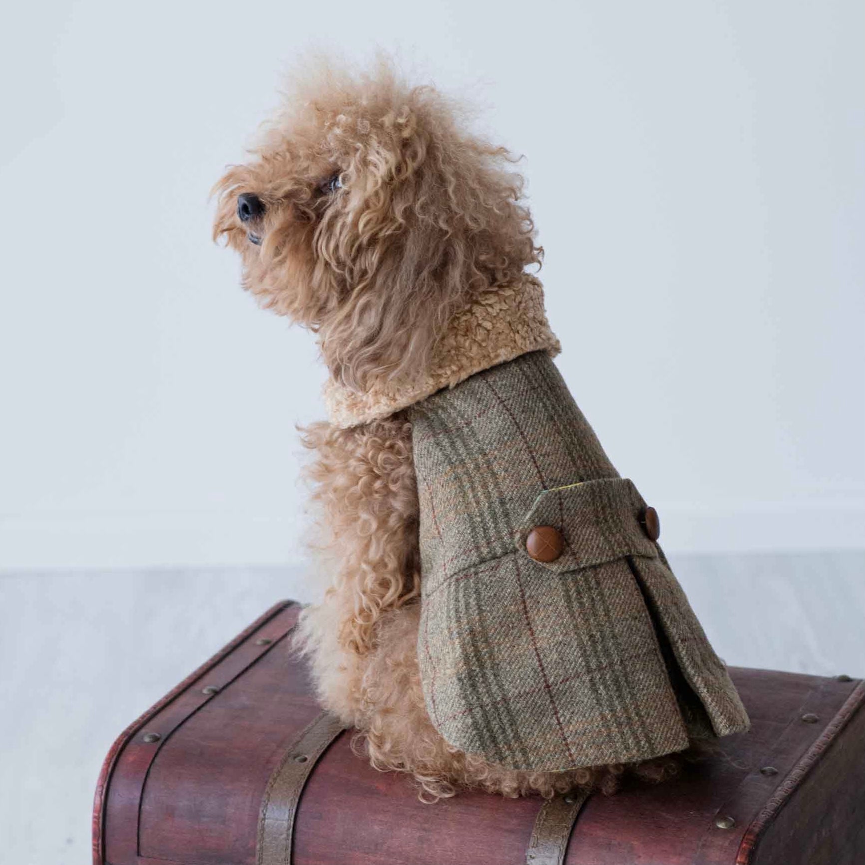 Cappotto Lord Byron | Stile e Confort per Barboncini