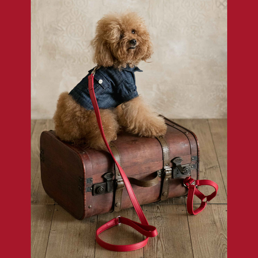 Leash in red leather