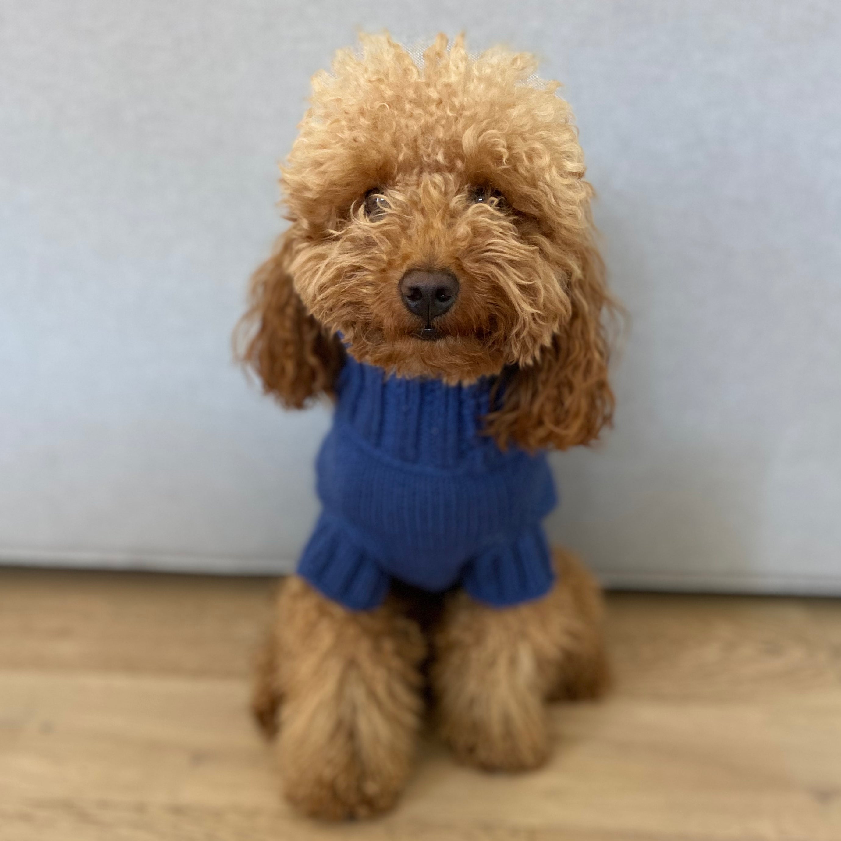 Maglioncino "Dafne" in vari colori - Fatto a Mano in Lana Merino - per cani di piccola taglia